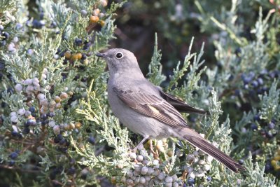 Townsends Solitaire   19 Oct   IMG_1424.jpg