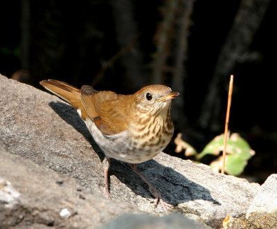 Veery   8 Sep 06   IMG_9552.jpg