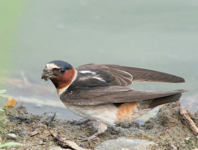 Cliff Swallow   8 Jul 07   IMG_5007.jpg