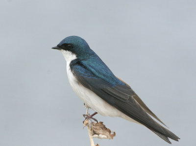 Tree Swallow   6 May 07   IMG_3758.jpg