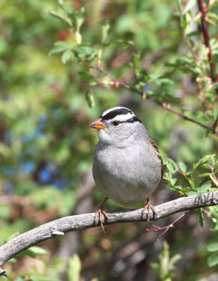 White-crowned Sparrow   19 May 09   IMG_3516.jpg