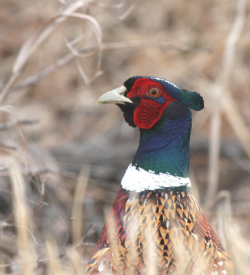 Ring-necked Pheasant   14 Apr 09   IMG_2568.jpg