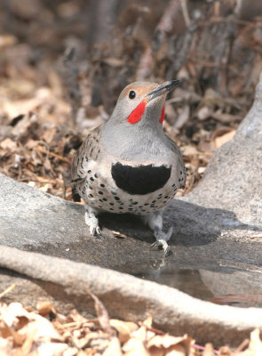 Woodpeckers