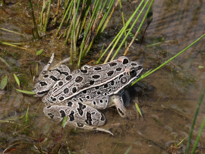 Northern Leopard Frog (Rana pipiens)   19 Jun 09   IMG_4247.jpg