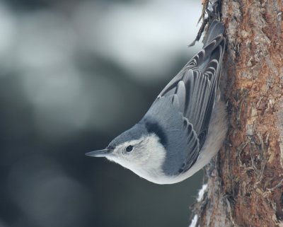 Chickadees, Nuthatches, Wrens and Kinglets