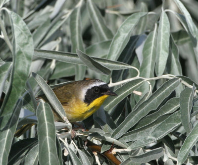 Common Yellowthroat   21 Jul 06   IMG_8492.jpg