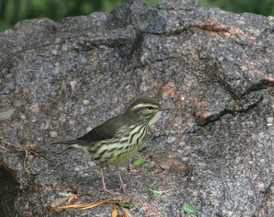 Northern Waterthrush   17 Aug 06   IMG_9136.jpg