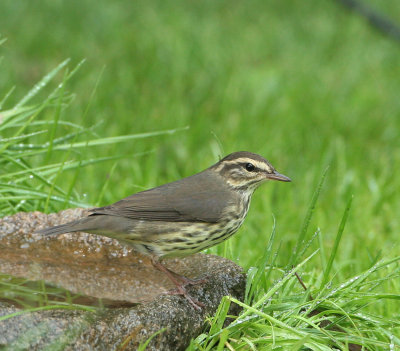 Northern Waterthrush   19 Aug 07   IMG_5474.jpg