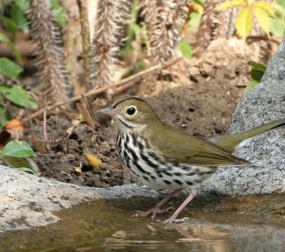 Ovenbird   10 Sep 06   IMG_9786.jpg