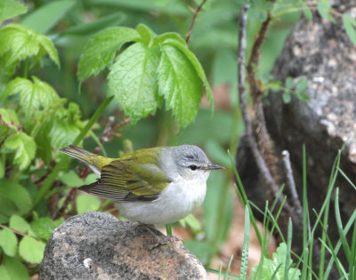 Tennessee Warbler   21 May 08   IMG_0307.jpg