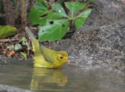 Wilsons Warbler female   17 Aug 06   IMG_9139.jpg