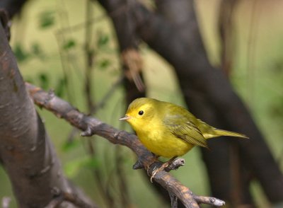 Wilsons Warbler female   31 Aug 05   IMG_3133.jpg