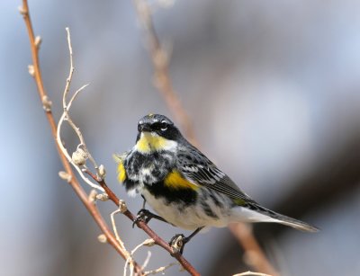 Yellow-rumped Warbler   2 May 08   IMG_1134.jpg