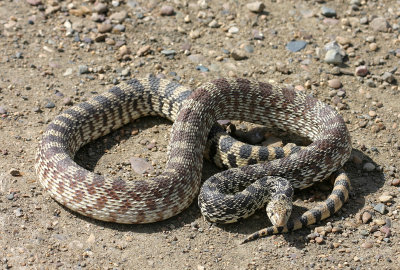 Bull Snake (Pituophis catenifer)   2 May 05   IMG_1601.jpg