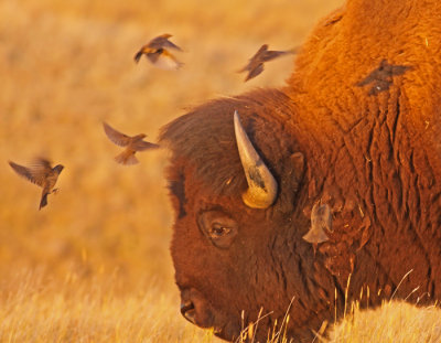bison-cowbirds-I.jpg