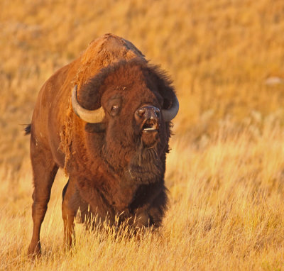 bison-II.jpg