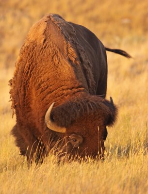 bison-IV.jpg