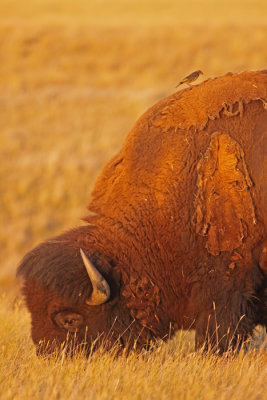 bison-IX.jpg