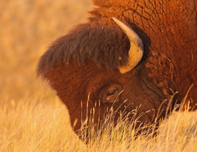 bison-V.jpg