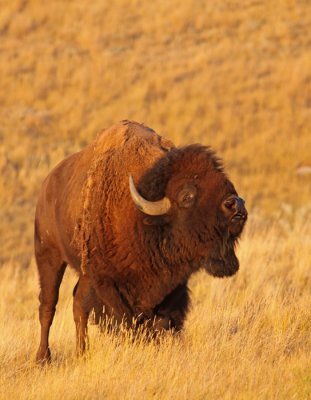 bison-VII.jpg