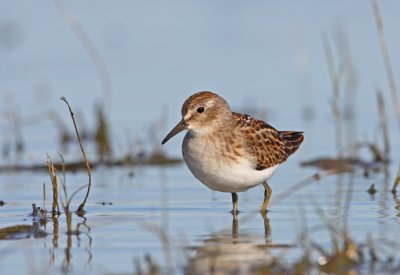 Least-Sandpiper-V.jpg