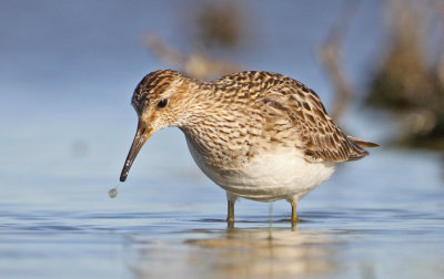 Pectoral Sandpiper