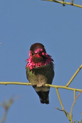 Annas-Hummingbird-IV.jpg