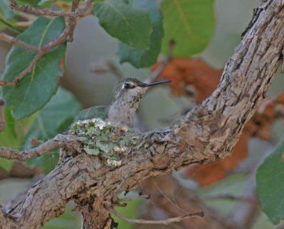 Annas-hummingbird.jpg