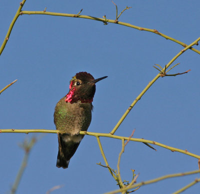 Annas-Hummingbird-V.jpg