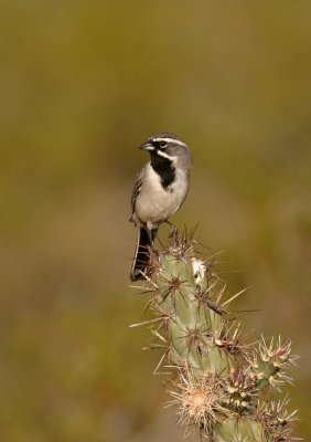 black-throated_sparrow