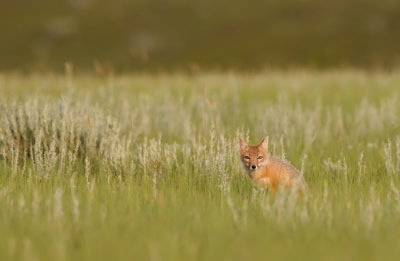swift-fox-VI.jpg