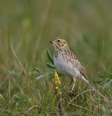 Bairds sparrow V.jpg