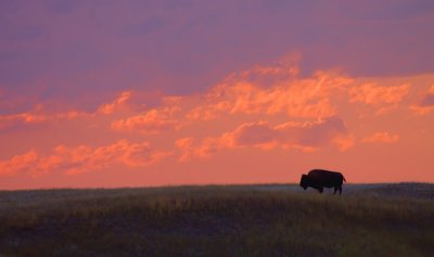 bison-sunset-II.jpg