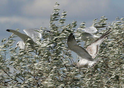 Ring-billed Gulls in tree   2 Oct 07   IMG_5718.jpg