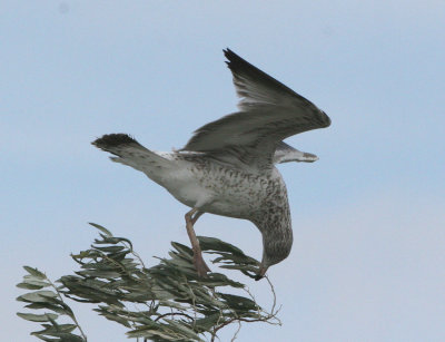 Ring-billed Gulls in tree  19  Aug 07   IMG_5654.jpg