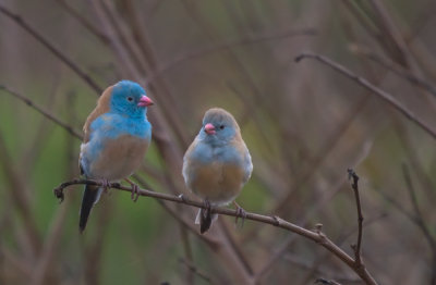 Blue-capped-Cordon-Bleu.jpg