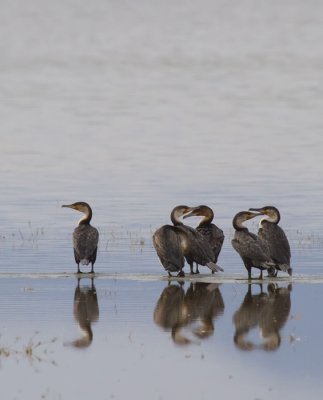 Great-Cormorant.jpg