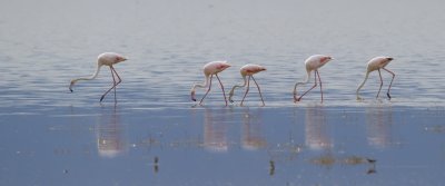 greater-flamingo.jpg