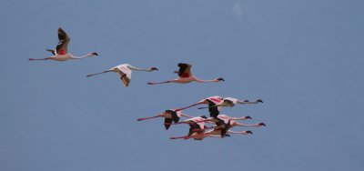 Greater-Flamingo-II.jpg