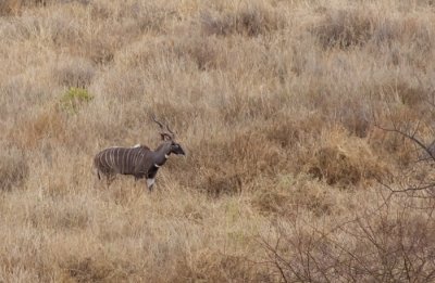 Lesser-Kudu.jpg