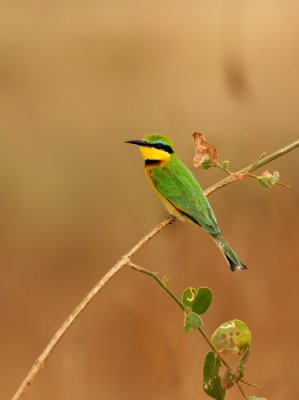 Little-Bee-eater-III.jpg