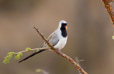 Namaqua-Dove.jpg