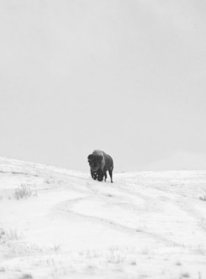 bison-bandw.jpg