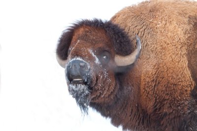 Bison-bull-II.jpg