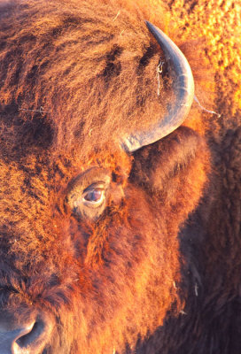 bison-bull-III.jpg