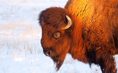 Bison-bull-IV.jpg