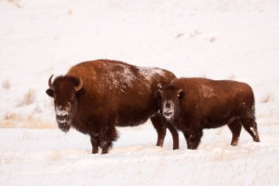 bison-cow-and-calf.jpg