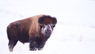 bison-snow-IX.jpg