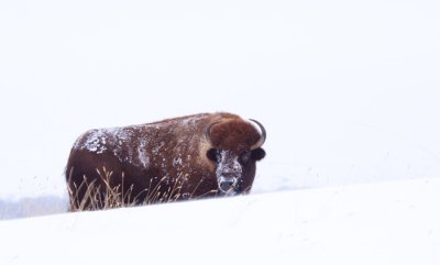 bison-snow-X.jpg