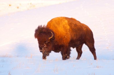 bison-winter.jpg